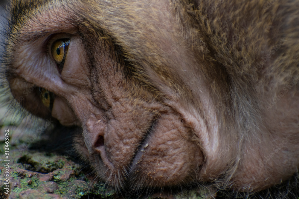 Closeup of a Monkey's face Closeup of a Monkey's face