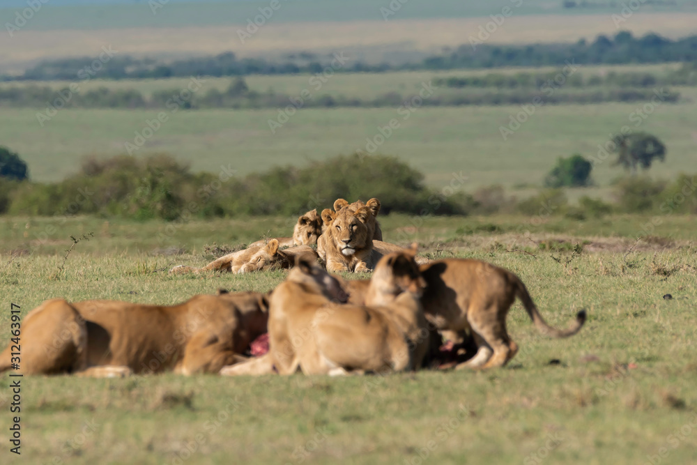 A group of lions feeding on a fresh kill in the plains of Africa inside Masai Mara National Reserve during a wildlife safari