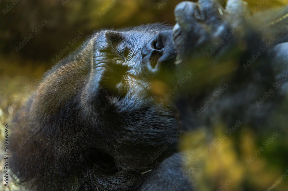 Obraz premium Closeup of a gorilla resting in the hot afternoon sun