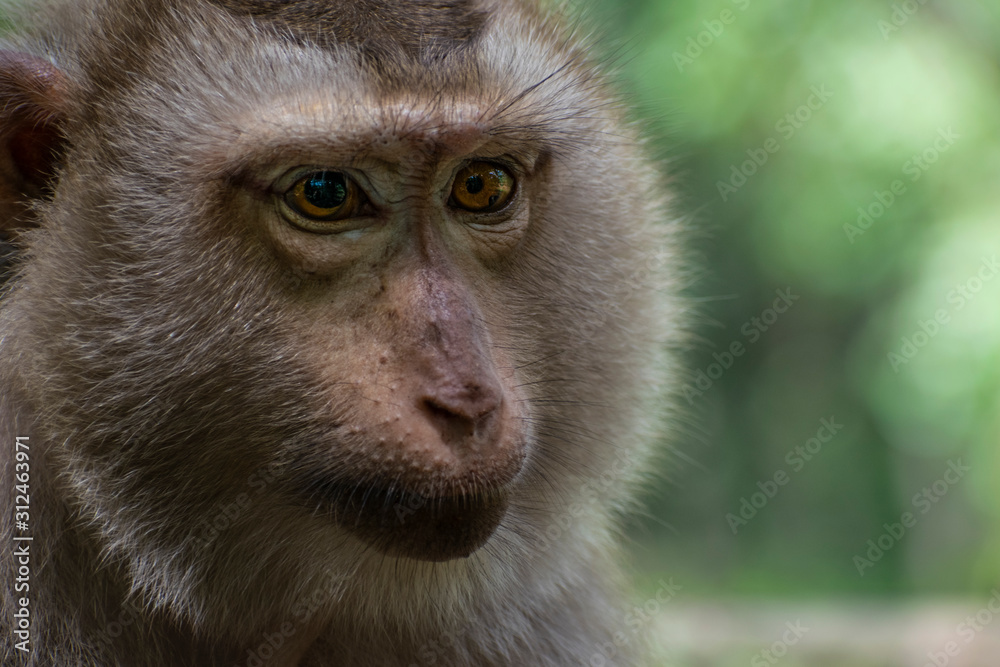 Macaque face close up Macaque face close up