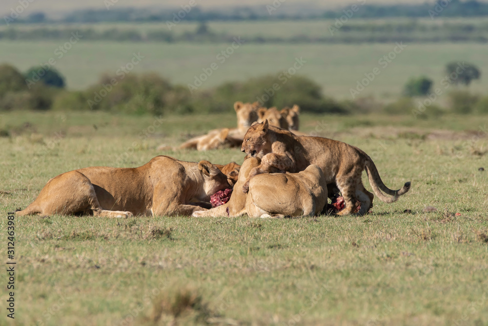 Fototapeta premium A group of lions feeding on a fresh kill in the plains of Africa inside Masai Mara National Reserve during a wildlife safari