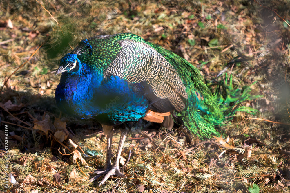 A colorful peacock, walking among dried grass and leafless branches A colorful peacock, walking among dried grass and leafless branches