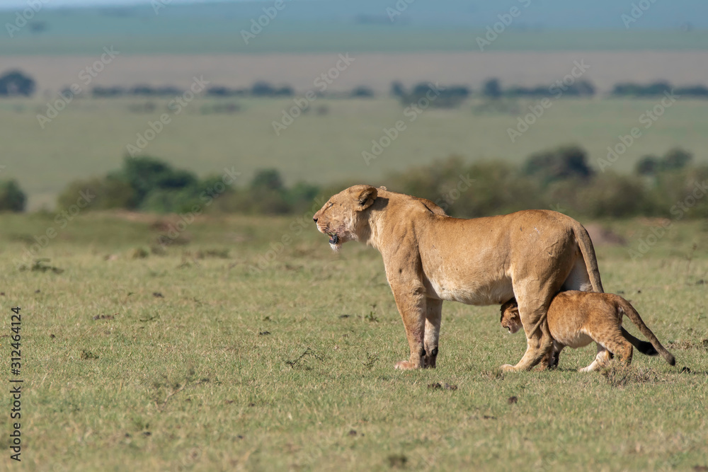 A lioness from double-cross pride walking towards a shade with cubs in the plains of Africa inside Masai Mara National Reserve during a wildlife safari A lioness from double-cross pride walking towards a shade with cubs in the plains of Africa inside Masai Mara National Reserve during a wildlife safari