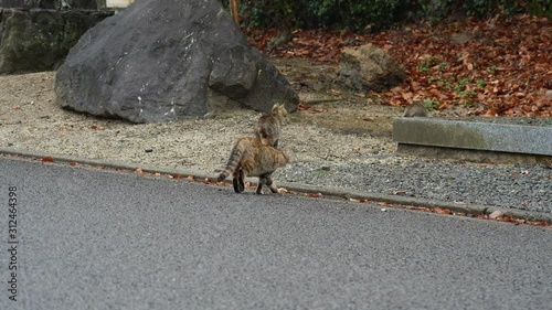 野良猫の移動
