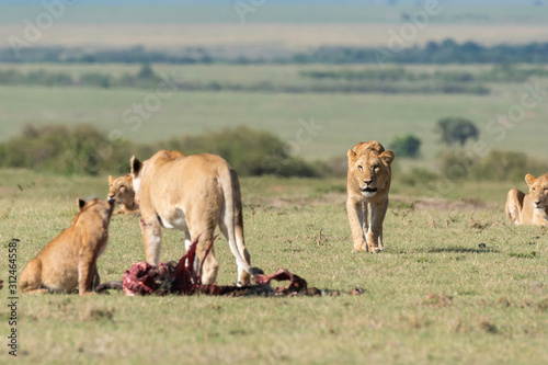 Fototapeta Naklejka Na Ścianę i Meble -  A sub-adult male lion trying to approach the feeding grounds inside Masai Mara National Reserve during a wildlife safari