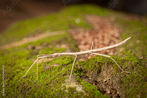 Brown stick insect (Diapheromera femorata) on a green moss: perfect example of mimicry © nnerto
