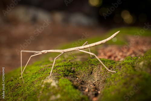 Brown stick insect (Diapheromera femorata) on a green moss: perfect example of mimicry