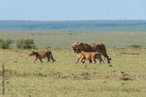 A lioness from double-cross pride walking towards a shade with cubs in the plains of Africa inside Masai Mara National Reserve during a wildlife safari