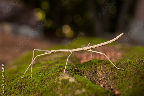 Brown stick insect (Diapheromera femorata) on a green moss: perfect example of mimicry