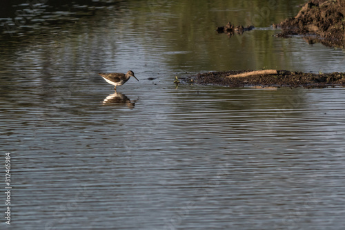 Obraz na płótnie Green sandpiper (Tringa ochropus) w salonie