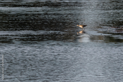 Obraz na płótnie Green sandpiper (Tringa ochropus) w salonie
