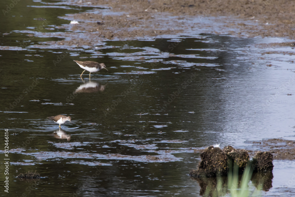 Green sandpiper (Tringa ochropus)