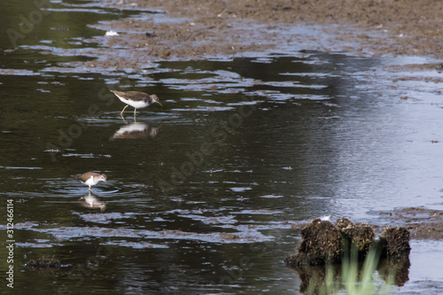 Obraz na płótnie Green sandpiper (Tringa ochropus) w salonie