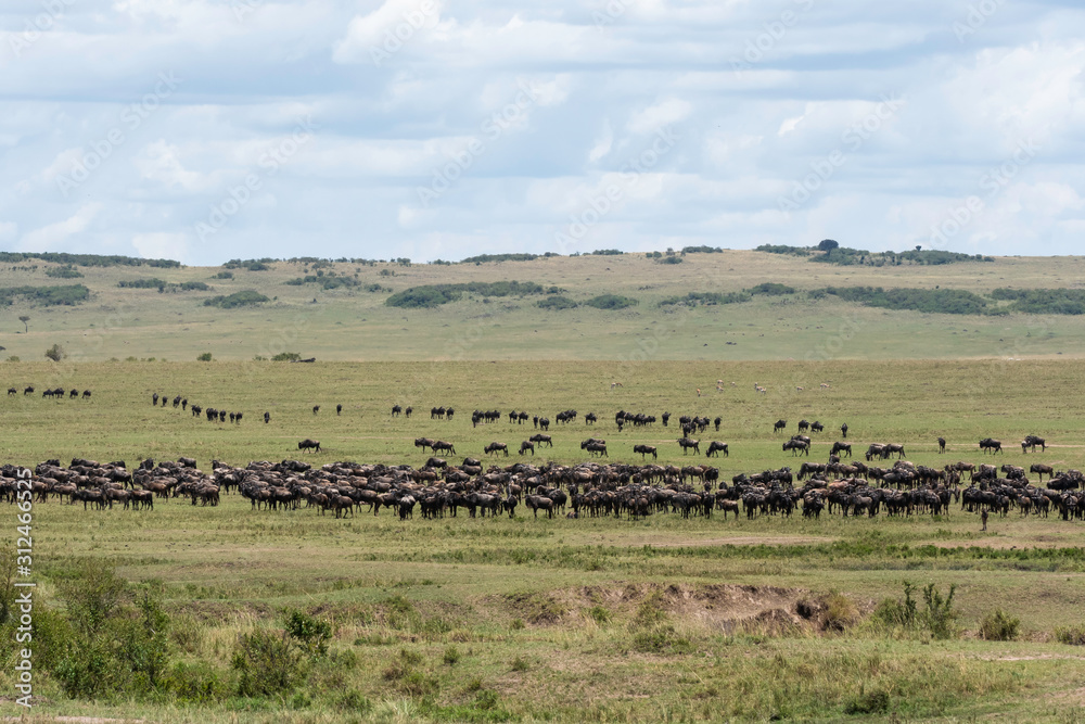 A herd of wildebeest in migration in the plains of Masai Mara National Reserve during a wildlife safari