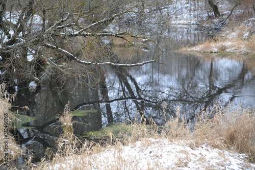 deer in the forest