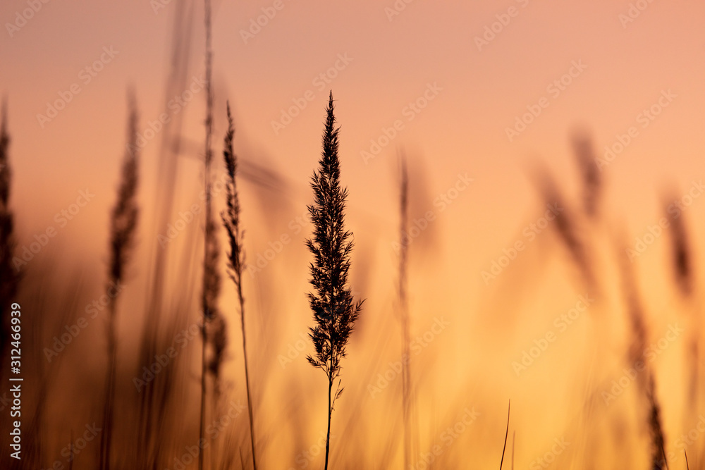 Obraz premium Silhouettes of dry grass on a sunset background