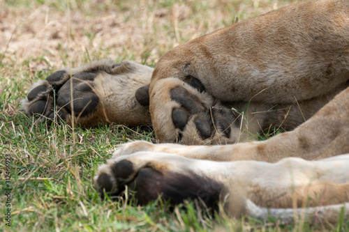 A closeup of lions paws while they are sleeping in the bushes of Masai Mara National Reserve during a wildlife safari © Chaithanya