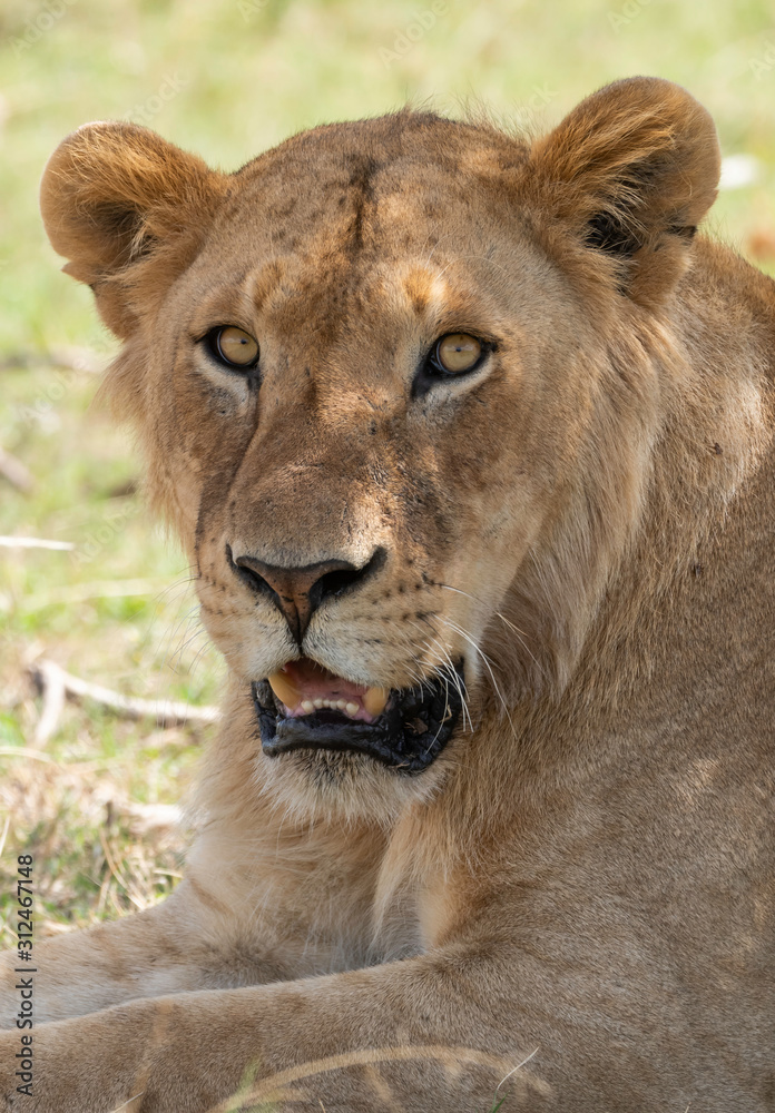 A closeup of lioness face relaxing in the plains of Africa inside Masai Mara National Reserve during a wildlife safari A closeup of lioness face relaxing in the plains of Africa inside Masai Mara National Reserve during a wildlife safari