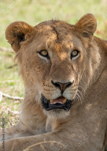 A closeup of lioness face relaxing in the plains of Africa inside Masai Mara National Reserve during a wildlife safari