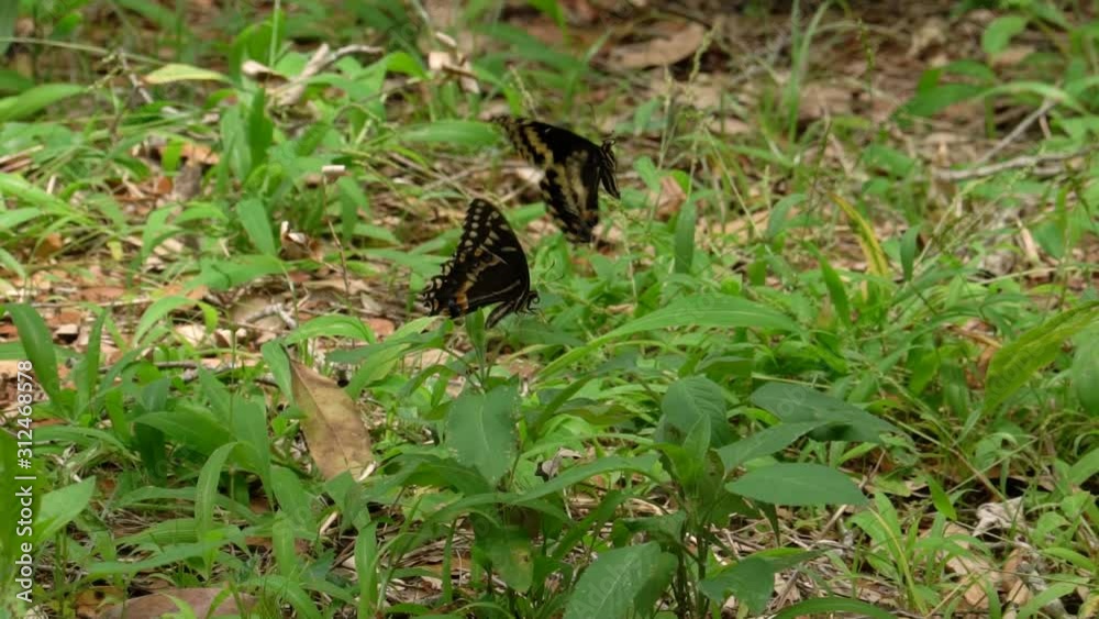 Two Butterflies being Playful in Forrest Two Butterflies being Playful in Forrest