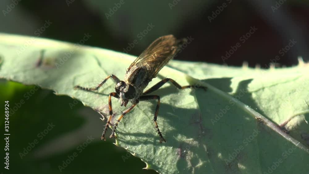 Big Asilidae, Assassin Flies. Hairy Robber Fly with green eyes sits in foliage in ambush, waiting for a prey, another insect Big Asilidae, Assassin Flies. Hairy Robber Fly with green eyes sits in foliage in ambush, waiting for a prey, another insect