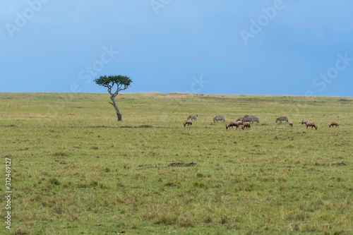 Topis and Zebras grazing next to a lone acacia tree in the plains of Africa with a beautiful stormy light in the background inside Masai Mara National Reserve during a wildlife safari