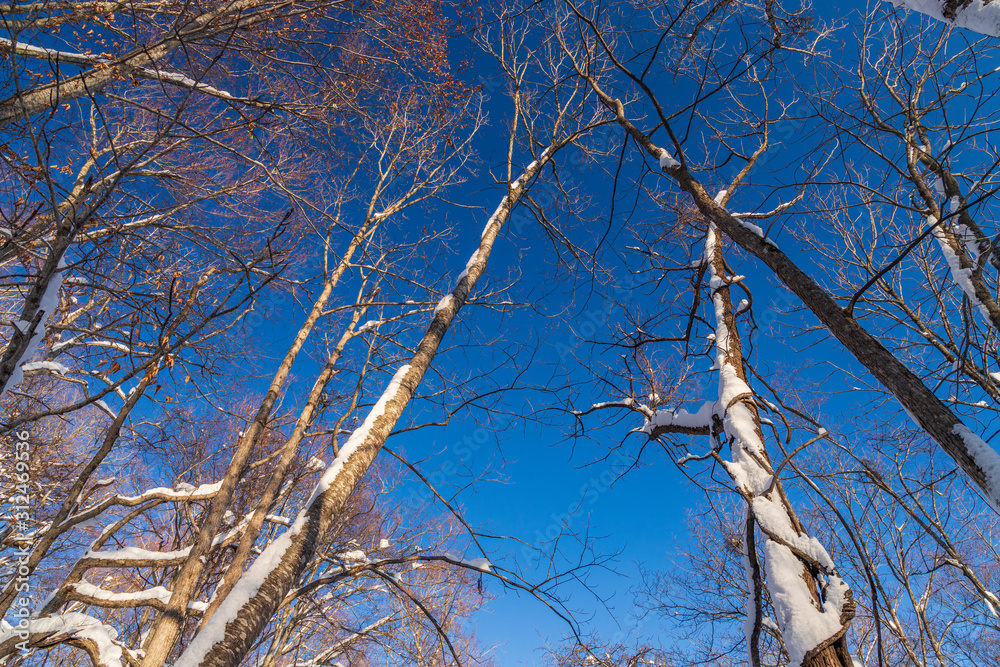 Towada Hachimantai National Park in winter Towada Hachimantai National Park in winter