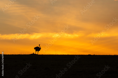 A male ostrich feeding in the plains of Africa with a beautiful glow of rising sun in the background inside Masai Mara National Reserve during a wildlife safari