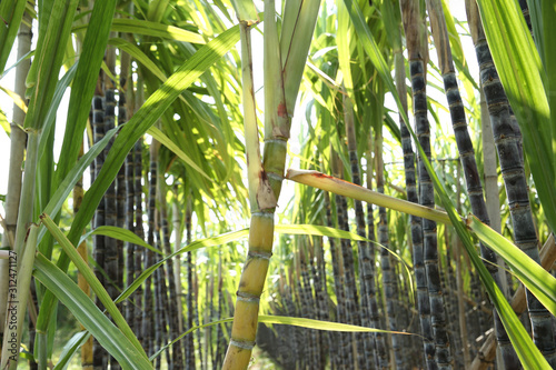 Sugarcane plants growing at field