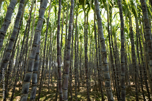 Closeup of sugarcane plants growing at field