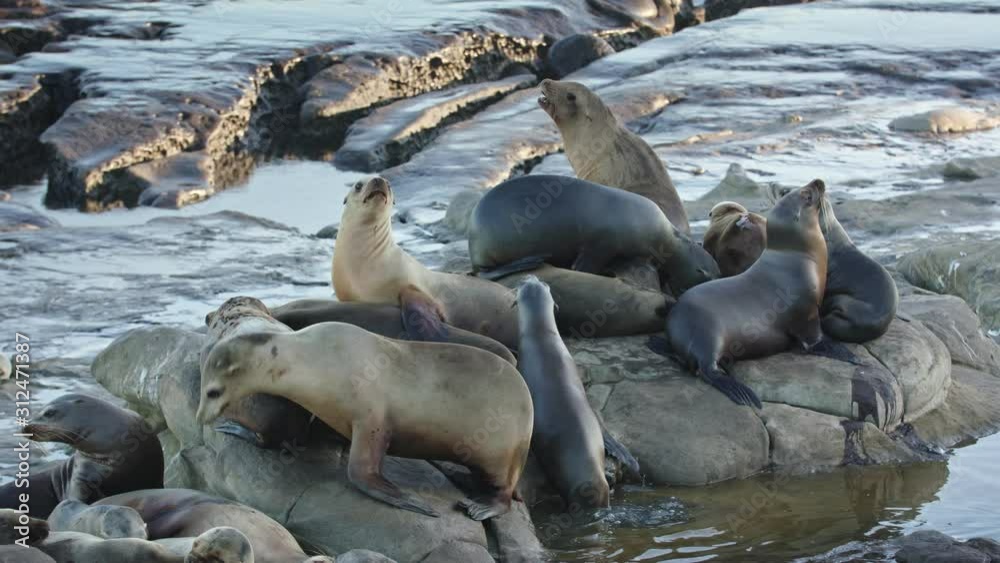 Sea lions climb over each other on the rocks