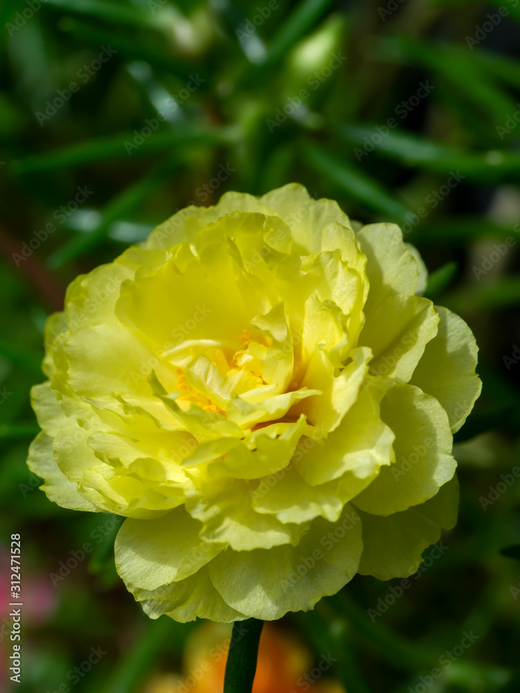 Close up Portulaca flower.