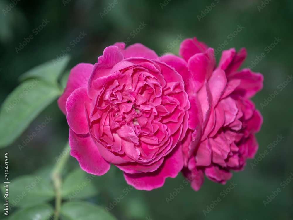 Close up deep pink rose flower with blur background. Close up deep pink rose flower with blur background.