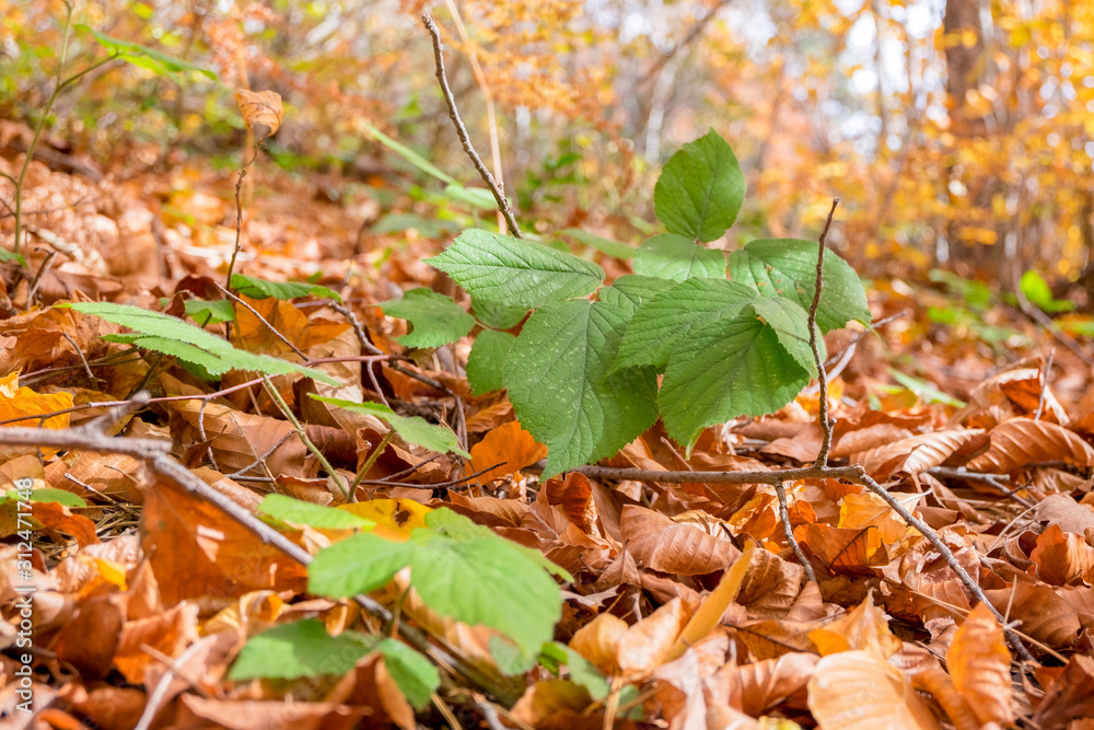 autumn leaves on the ground and green leaf autumn leaves on the ground and green leaf