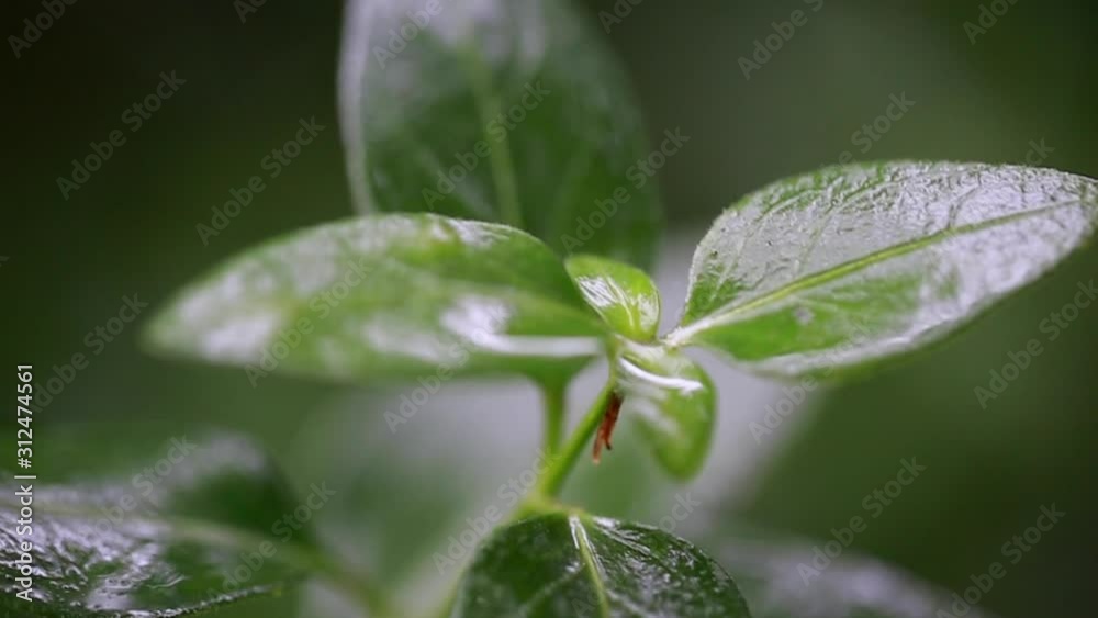 Slowmo Raindrops on Spring Leaves Slowmo Raindrops on Spring Leaves
