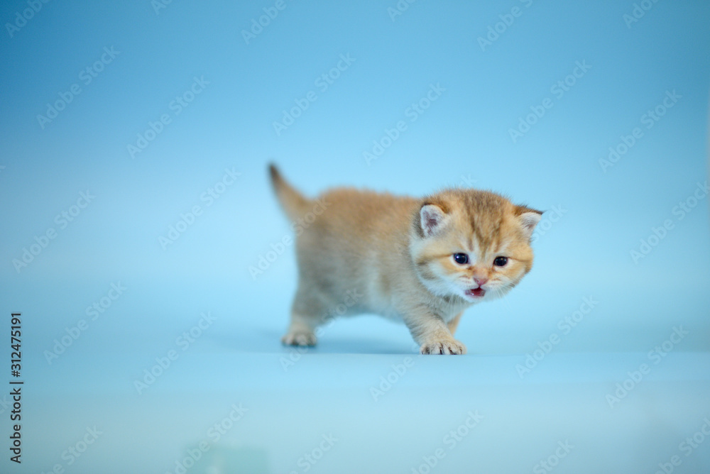 Cute British Longhair cat indoor Cute British Longhair cat indoor
