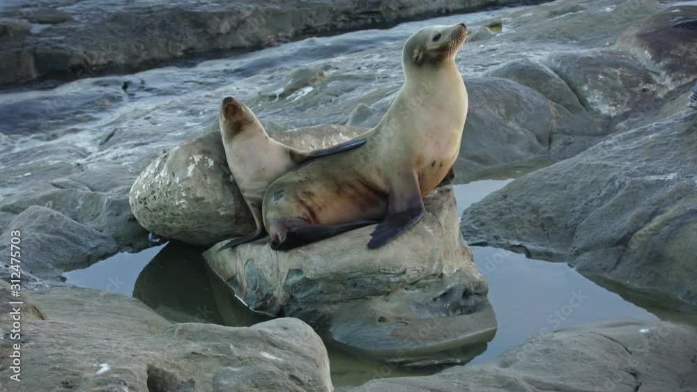 Parent and child sea lion cuddling on a rock