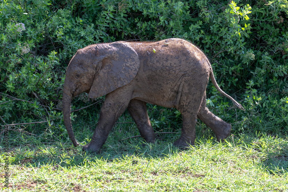 Fototapeta premium Elephant in Lake Manyara National Park