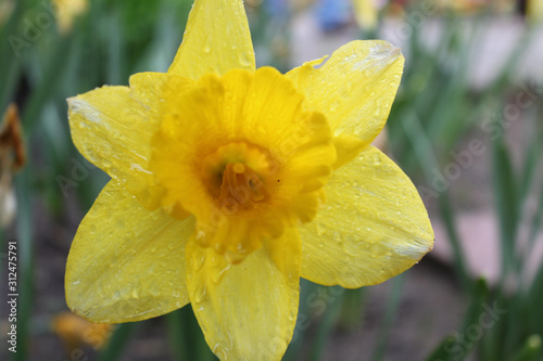 yellow daffodil in garden