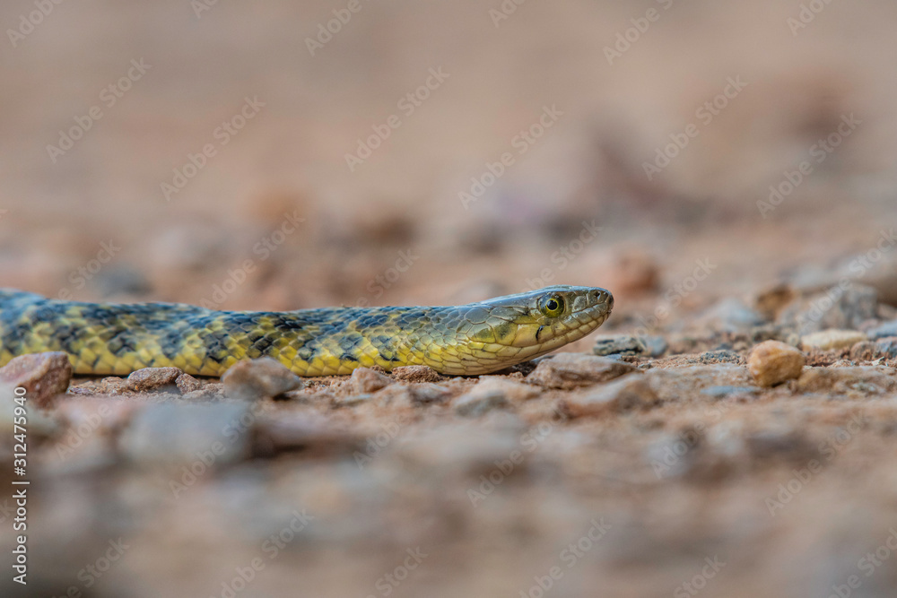 checkered keelback snake checkered keelback snake