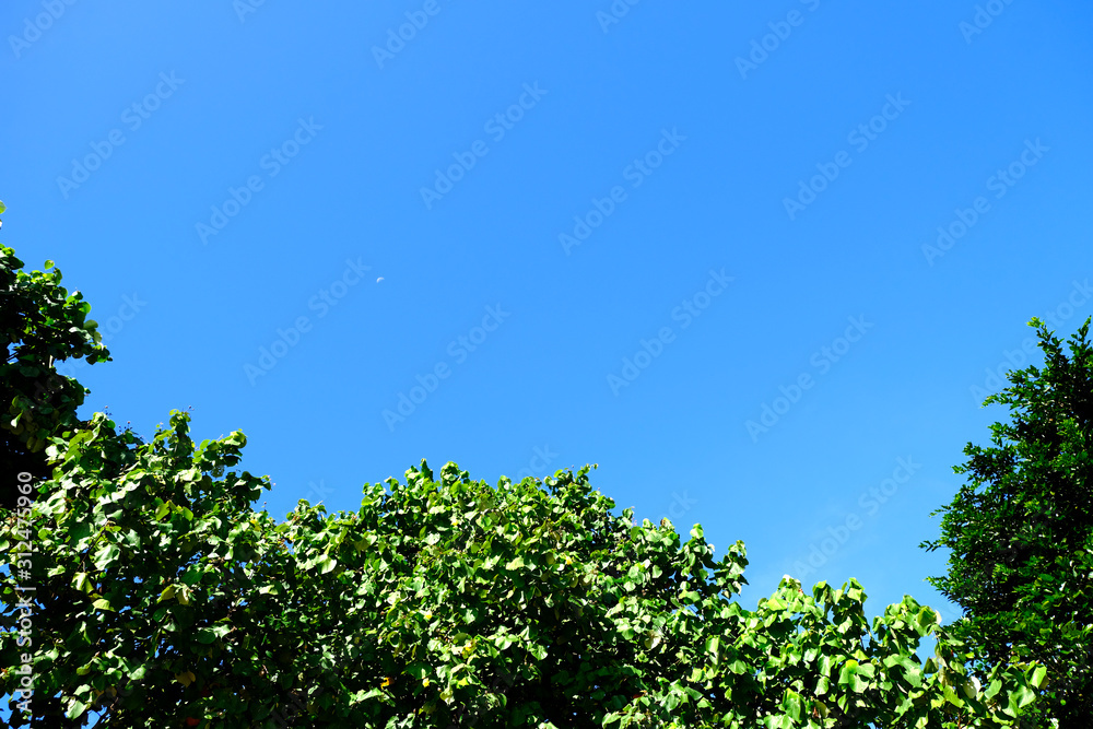 Tops of Trees Against a Blue Sky