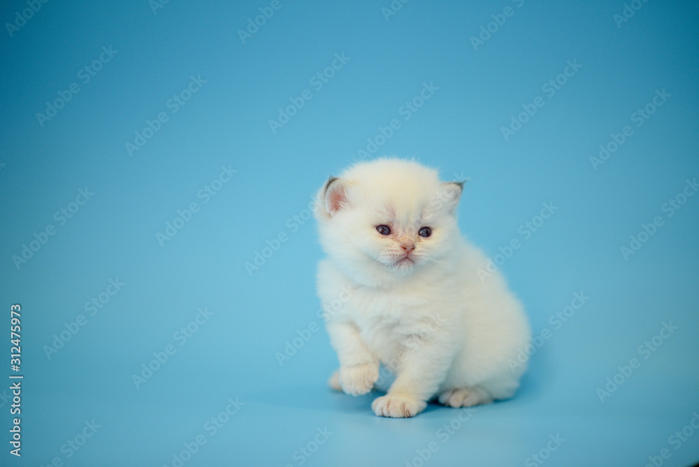 Cute British Longhair cat  indoor