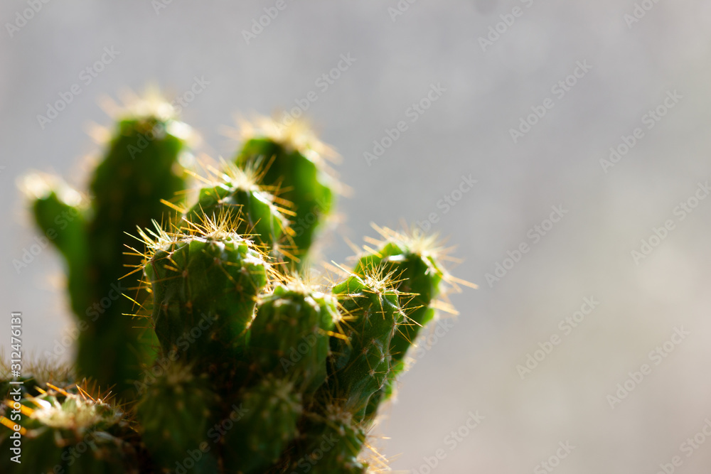 Obraz premium cactus in bloom