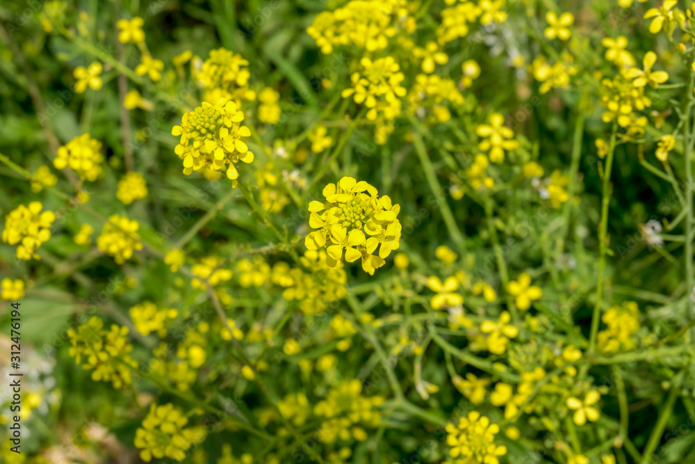 yellow flowers in the garden