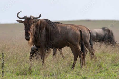Fototapeta Naklejka Na Ścianę i Meble -  blue wildebeest (Gnu or Connochaetes taurinus) in the Serengeti national park, Tanzania