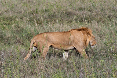Close up from a Lion  in Serengeti National Park  Tanzania