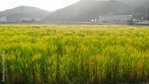 風になびく麦畑