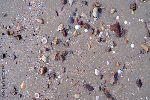 Seashells on a Sandy Beach Background Texture