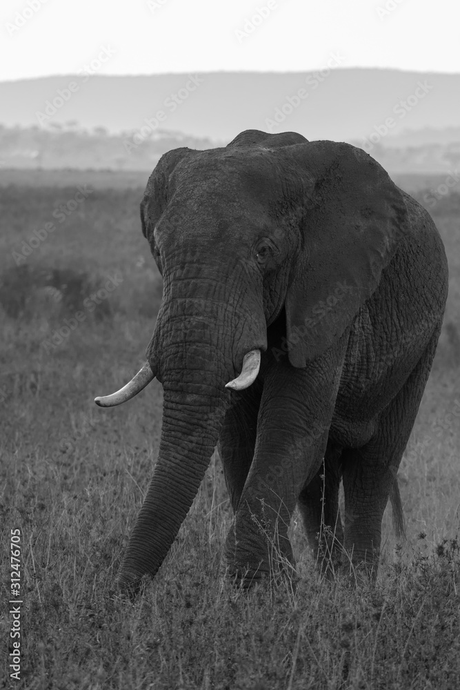 Elephant in Serengeti National Park, Tanzania