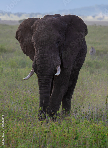 Elephant in Serengeti National Park  Tanzania